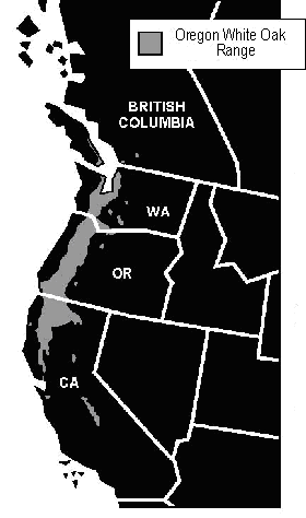 Armillaria Ostoyae Oregon