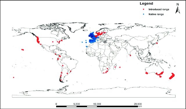 Gorse Distribution Map