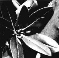 madrone leaf