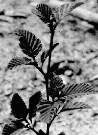 Alder Leaf